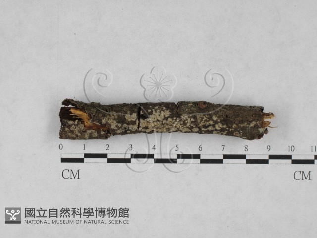 登錄號:F0027971藏品圖，第1張