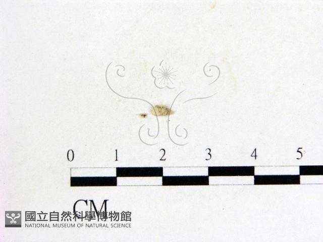 登錄號:F0007971藏品圖，第1張