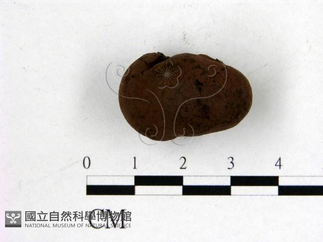 登錄號:F0017971藏品圖，第1張