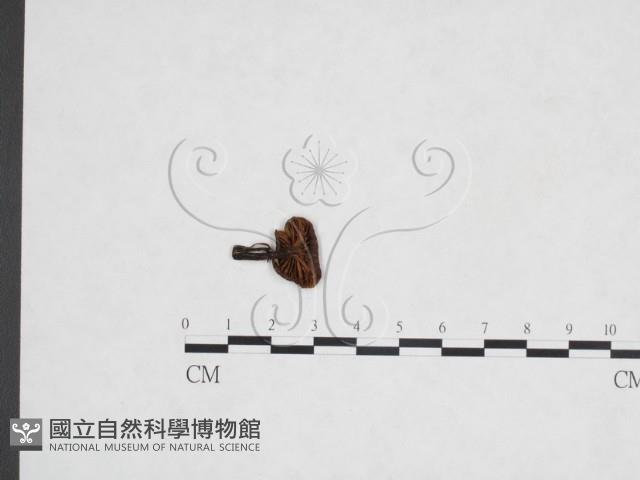 粉褶菌屬藏品圖，第1張