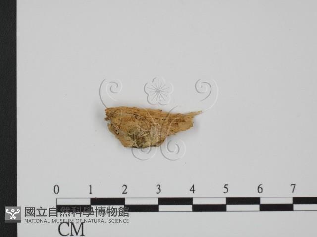 登錄號:F0005971藏品圖，第1張