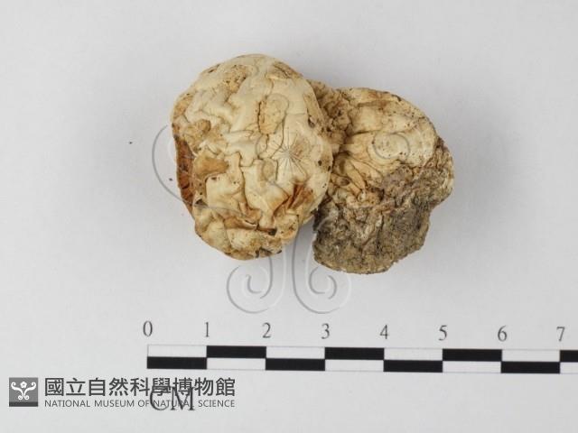 登錄號:F0015971藏品圖，第1張