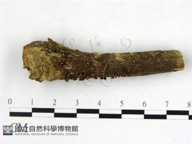 登錄號:F0009971藏品圖，第1張
