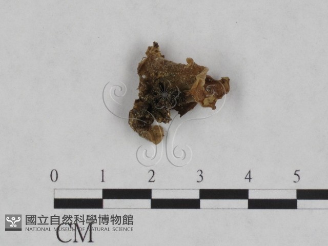 毛木耳藏品圖，第1張
