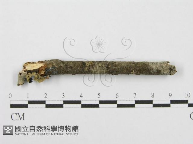 筍殼菌屬藏品圖，第1張