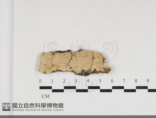 卵孢木齒菌藏品圖，第1張