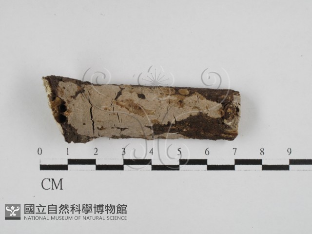刺皮菌屬藏品圖，第1張