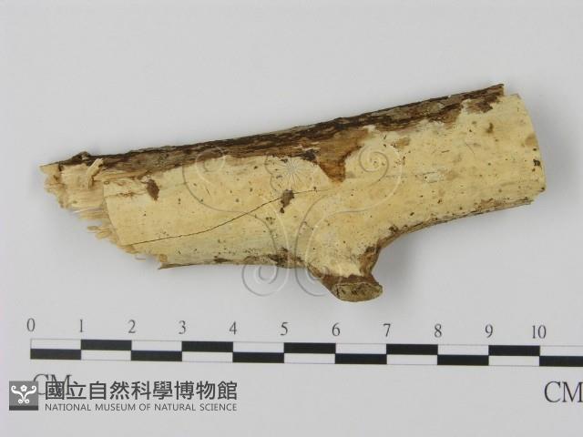 登錄號:F0008671藏品圖，第1張