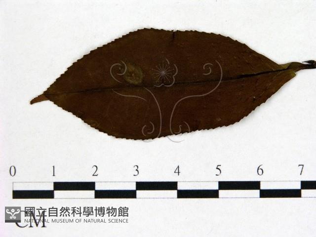 登錄號:F0020671藏品圖，第1張