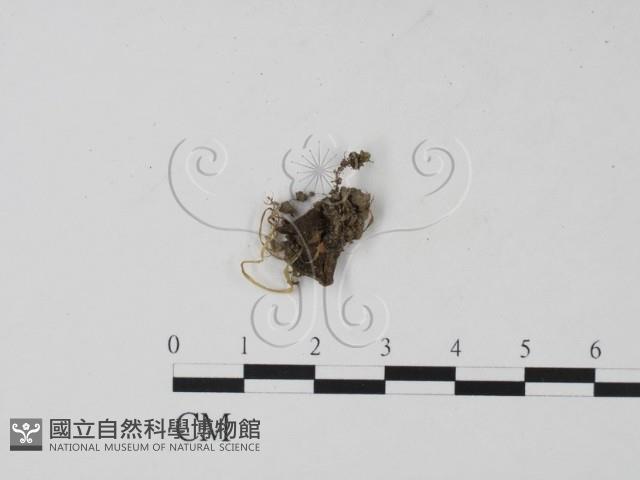 登錄號:F0000671藏品圖，第1張
