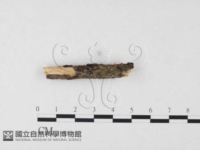 膠角耳屬藏品圖，第1張