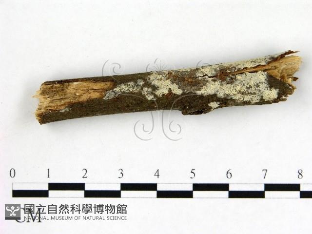 冇骨消絲齒菌藏品圖，第1張