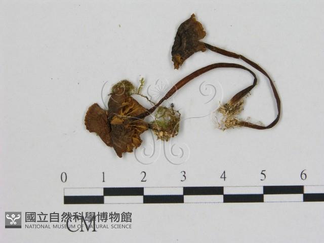 小菇屬藏品圖，第1張
