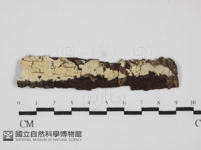 剛毛絲皮菌藏品圖，第1張