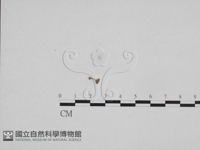 登錄號:F0024671藏品圖，第1張