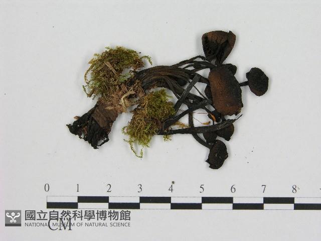 登錄號:F0004671藏品圖，第1張