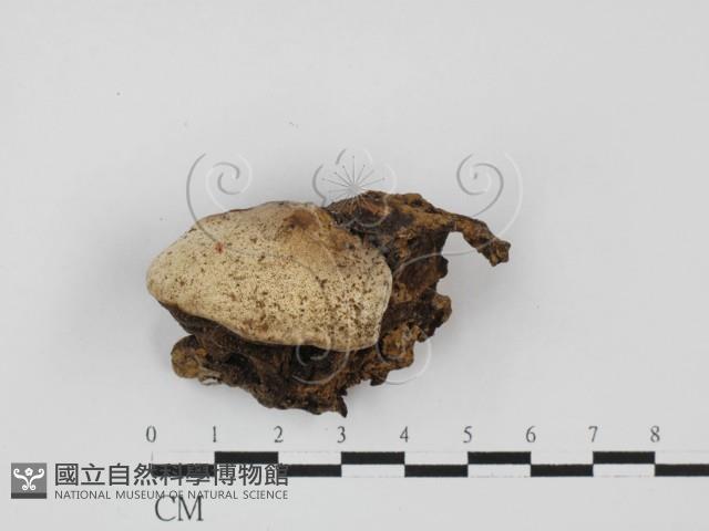 登錄號:F0027671藏品圖，第1張