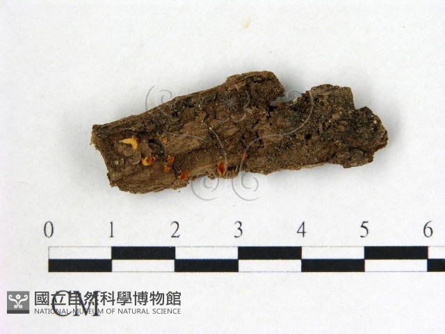 登錄號:F0007671藏品圖，第1張