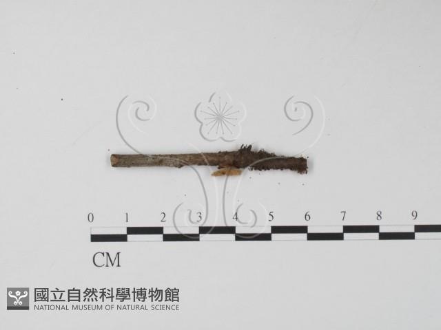 登錄號:F0005671藏品圖，第1張