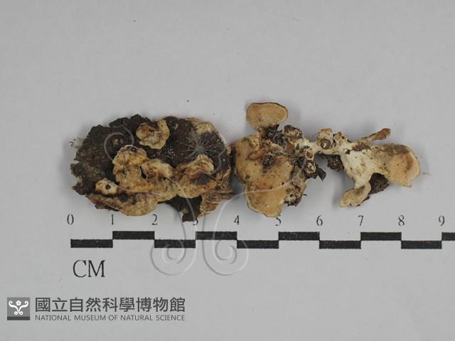 栓菌屬藏品圖，第1張