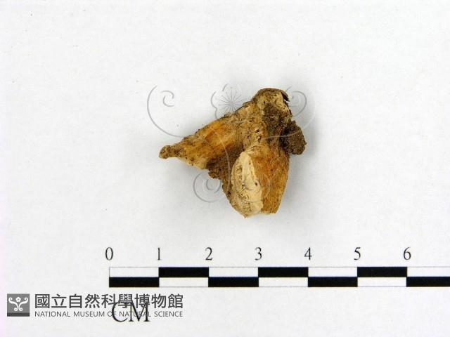 登錄號:F0009671藏品圖，第1張