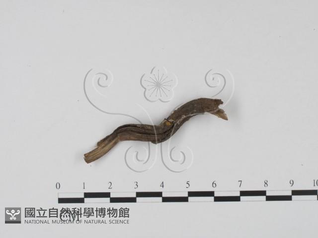 登錄號:F0019671藏品圖，第1張