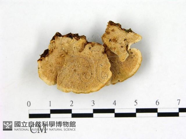 登錄號:F0013671藏品圖，第1張