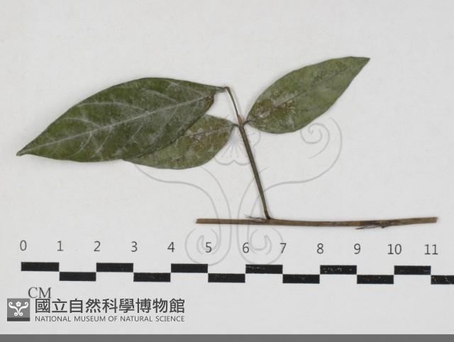 登錄號:F0033671藏品圖，第1張