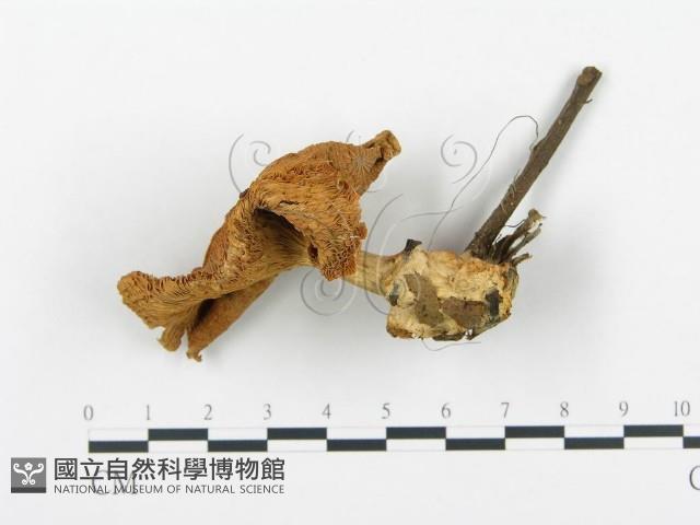 杯傘屬藏品圖，第1張