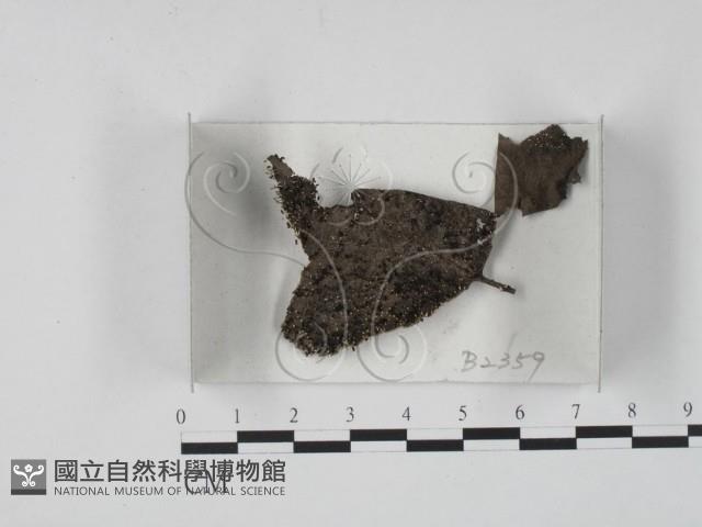 館號:F0018471藏品圖，第1張