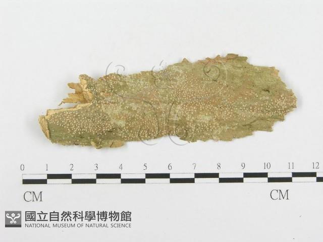 登錄號:F0020471藏品圖，第1張
