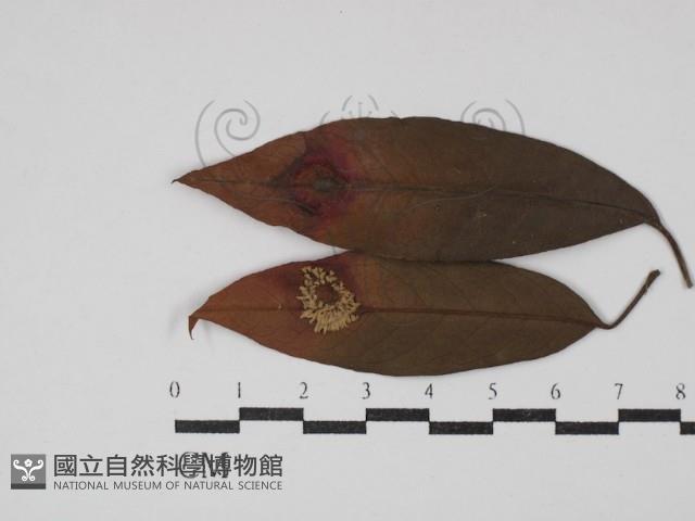 登錄號:F0030471藏品圖，第1張