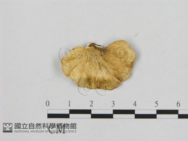 登錄號:F0006471藏品圖，第1張