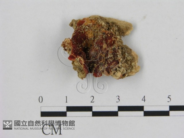 登錄號:F0016471藏品圖，第1張