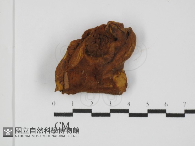 登錄號:F0031471藏品圖，第1張