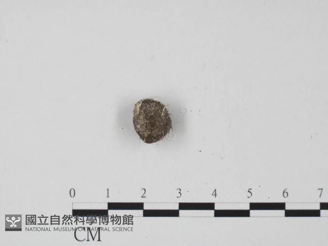 登錄號:F0004471藏品圖，第1張