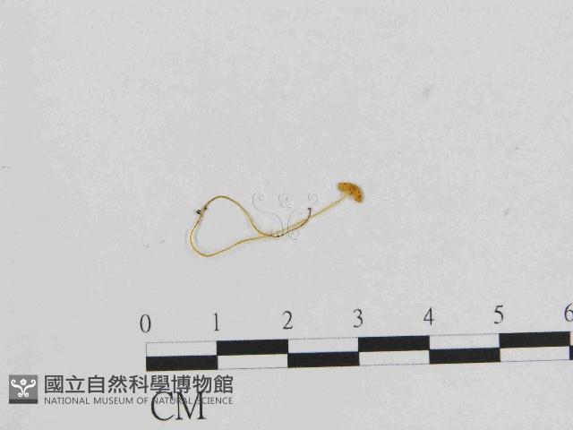 小菇屬藏品圖，第1張