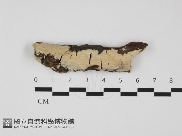 登錄號:F0032471藏品圖，第1張