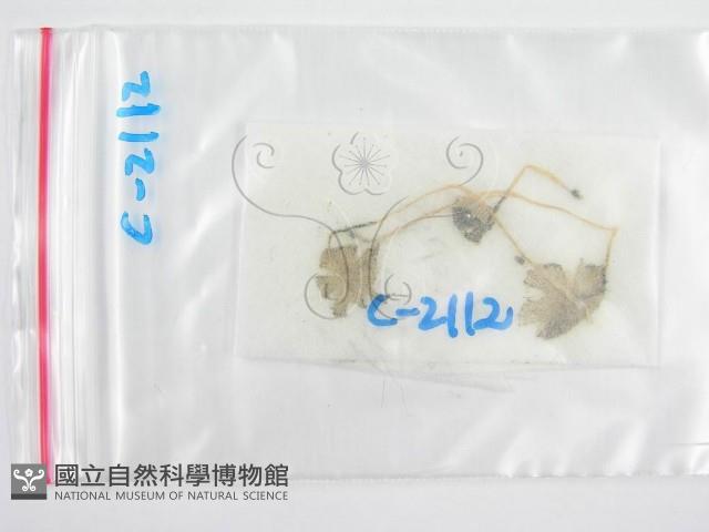 鬼傘屬藏品圖，第1張