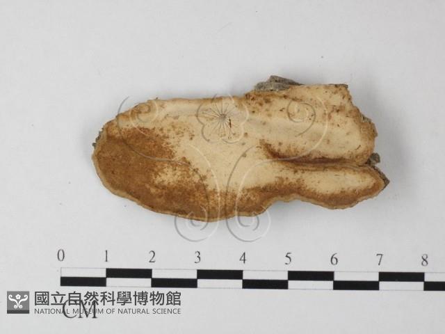 多年臥孔菌屬藏品圖，第1張