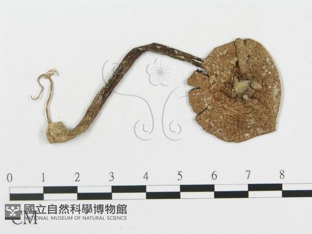 登錄號:F0005471藏品圖，第1張