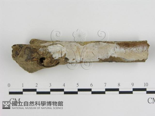 登錄號:F0015471藏品圖，第1張