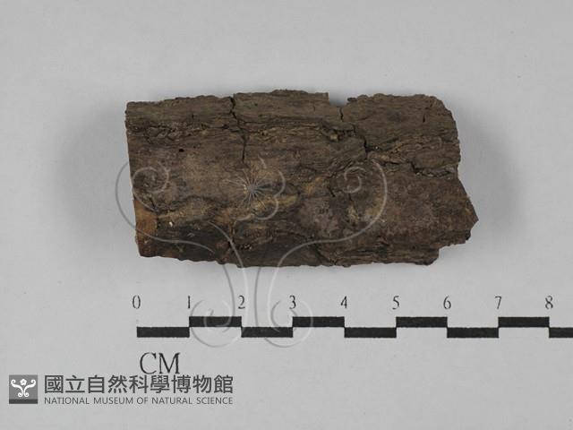 登錄號:F0029471藏品圖，第1張