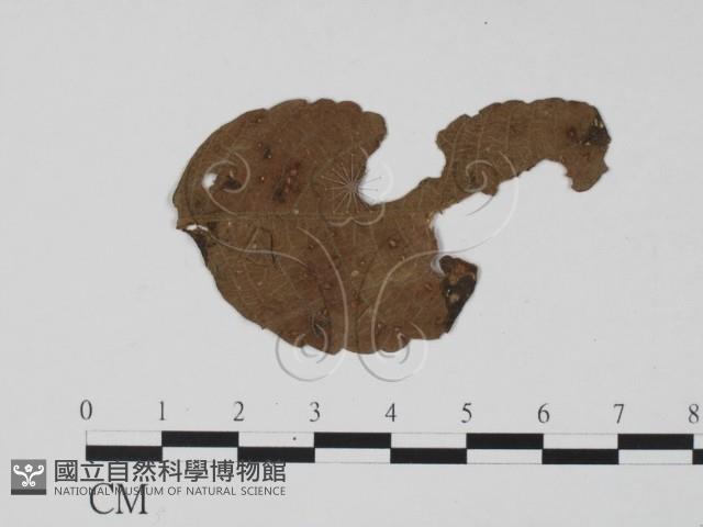 登錄號:F0019471藏品圖，第1張