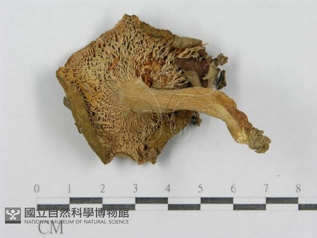 紅菇屬藏品圖，第1張