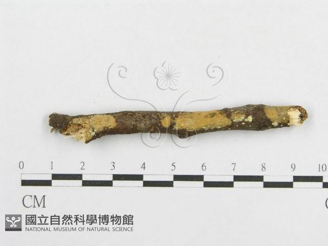登錄號:F0013471藏品圖，第1張