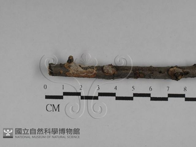 刺皮菌屬藏品圖，第1張