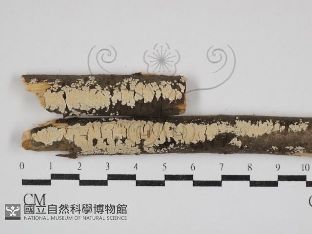 登錄號:F0030771藏品圖，第1張