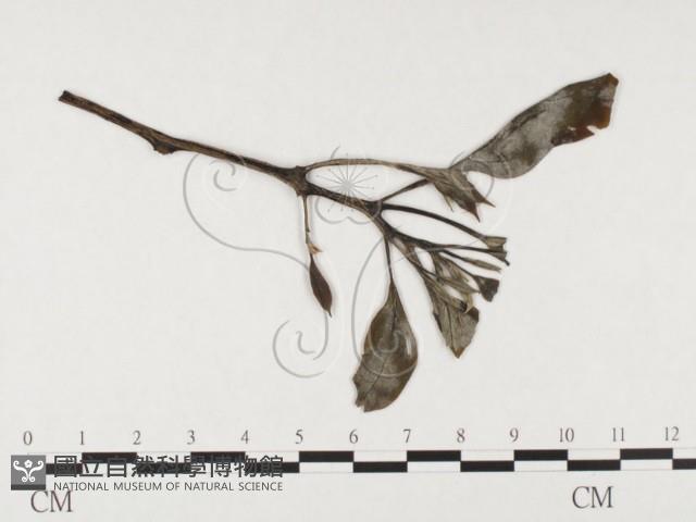 登錄號:F0026771藏品圖，第1張