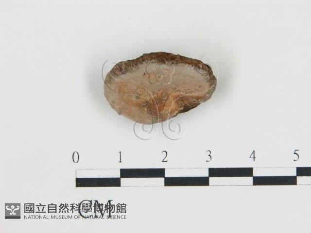 登錄號:F0006771藏品圖，第1張